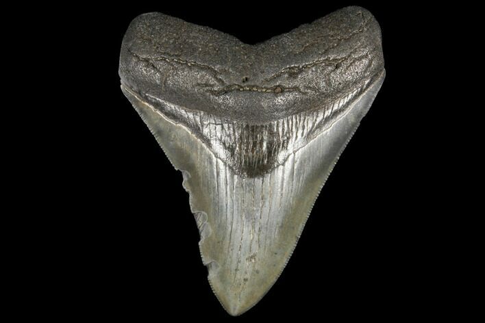 Fossil Megalodon Tooth - South Carolina #130709